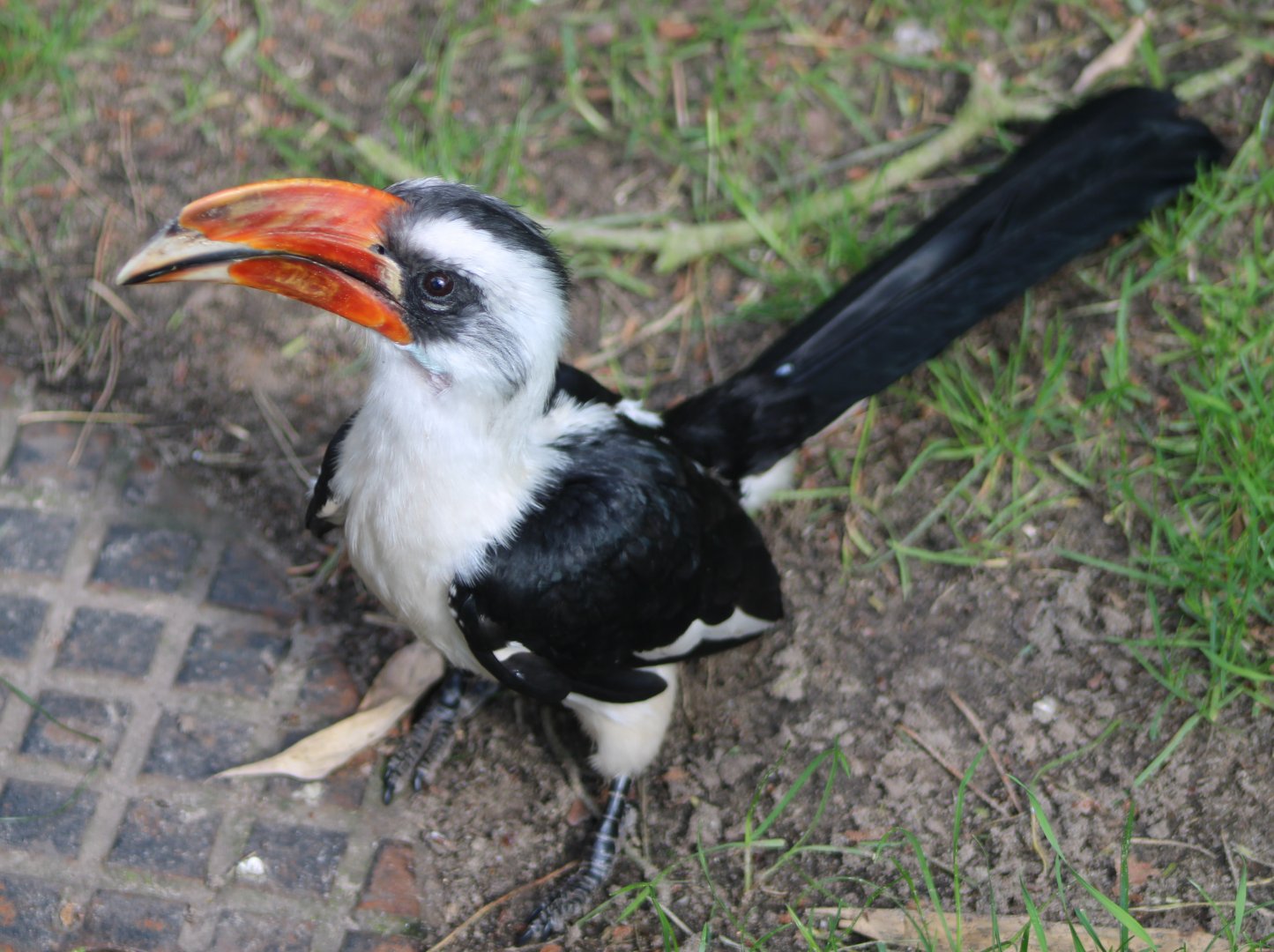 Von der Decken's hornbill