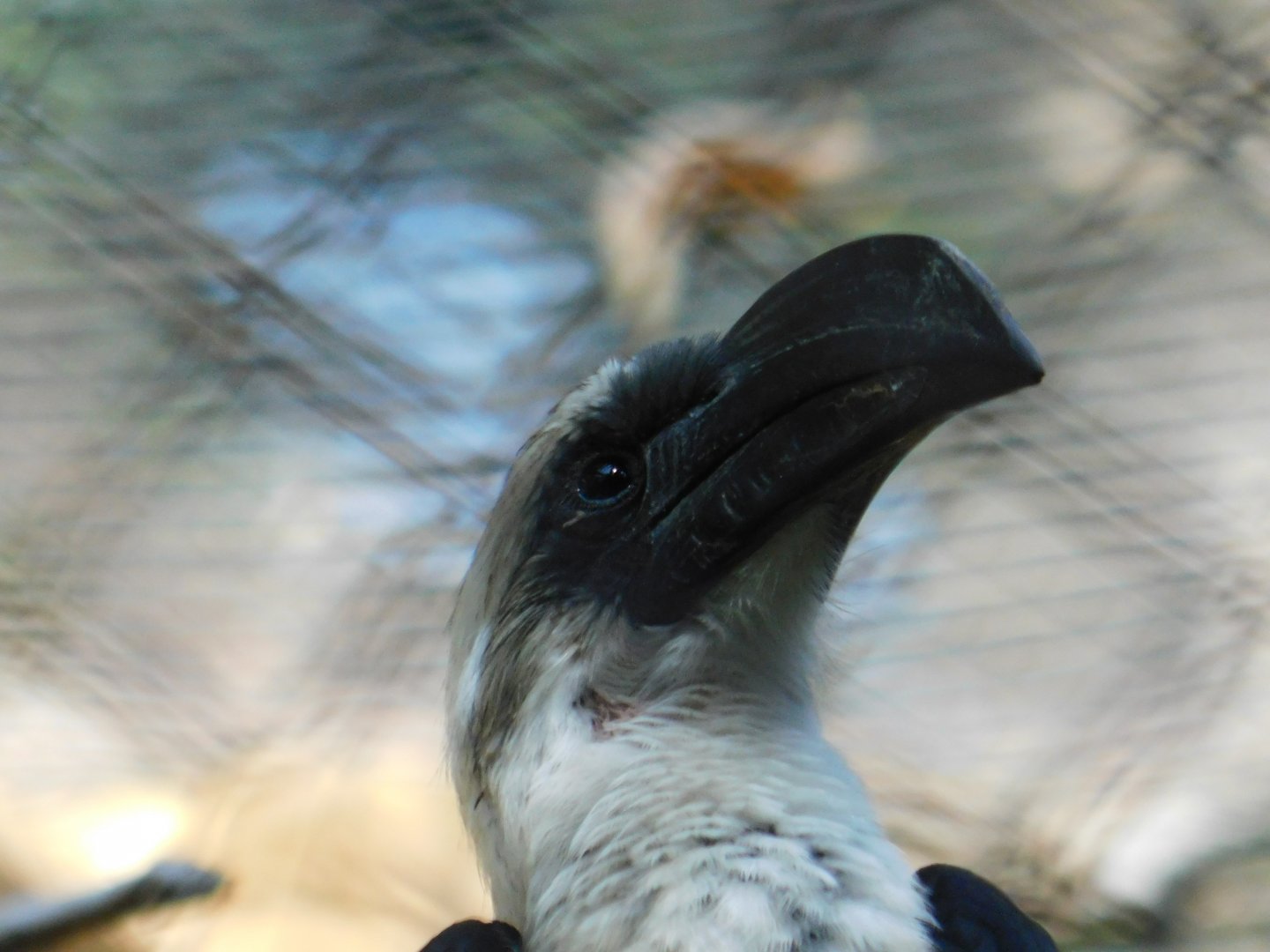 Von Der Decken’s Hornbill
