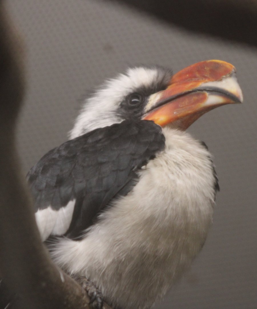 Von der Decken's hornbill