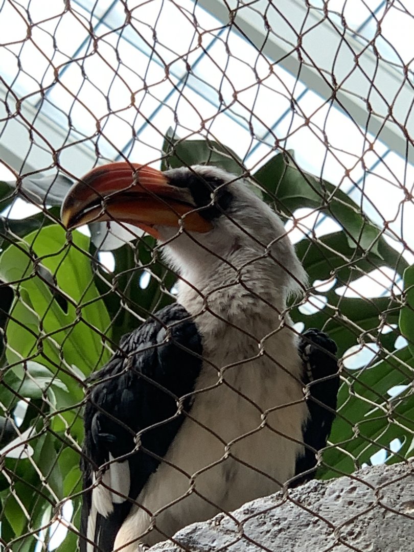 Von der Decken’s Hornbill