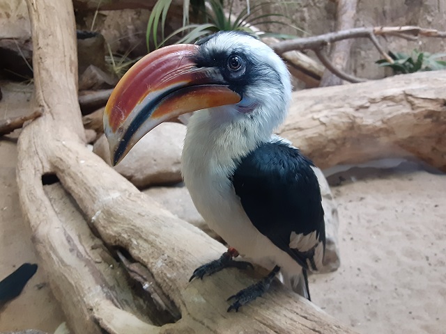 Von der Decken's Hornbill