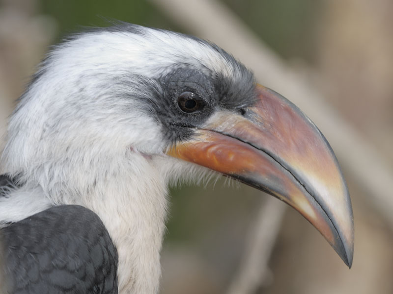 Von der Deckens hornbill