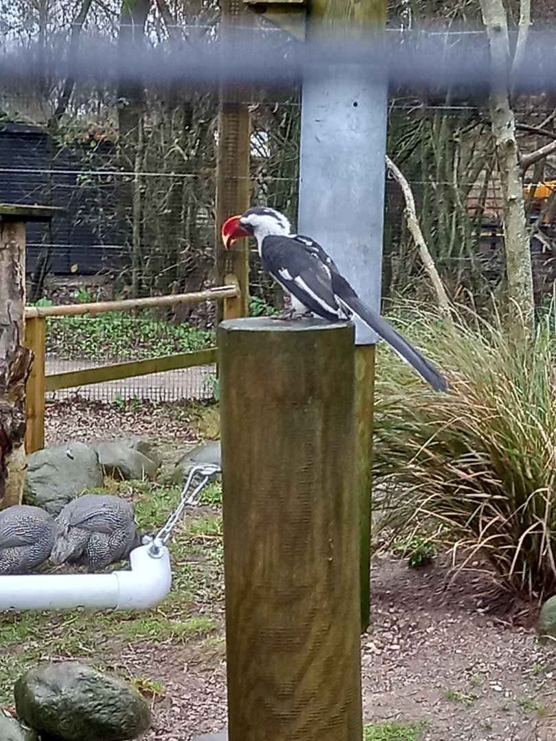 Von Der Decken's Hornbill