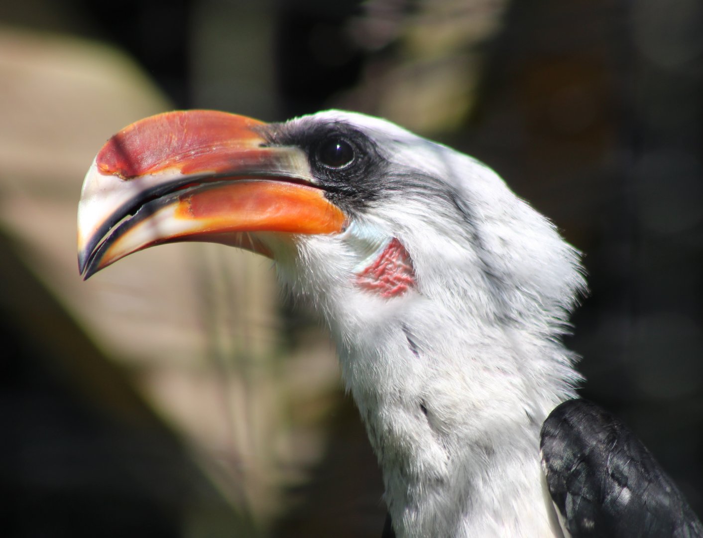 Von der Decken's hornbill