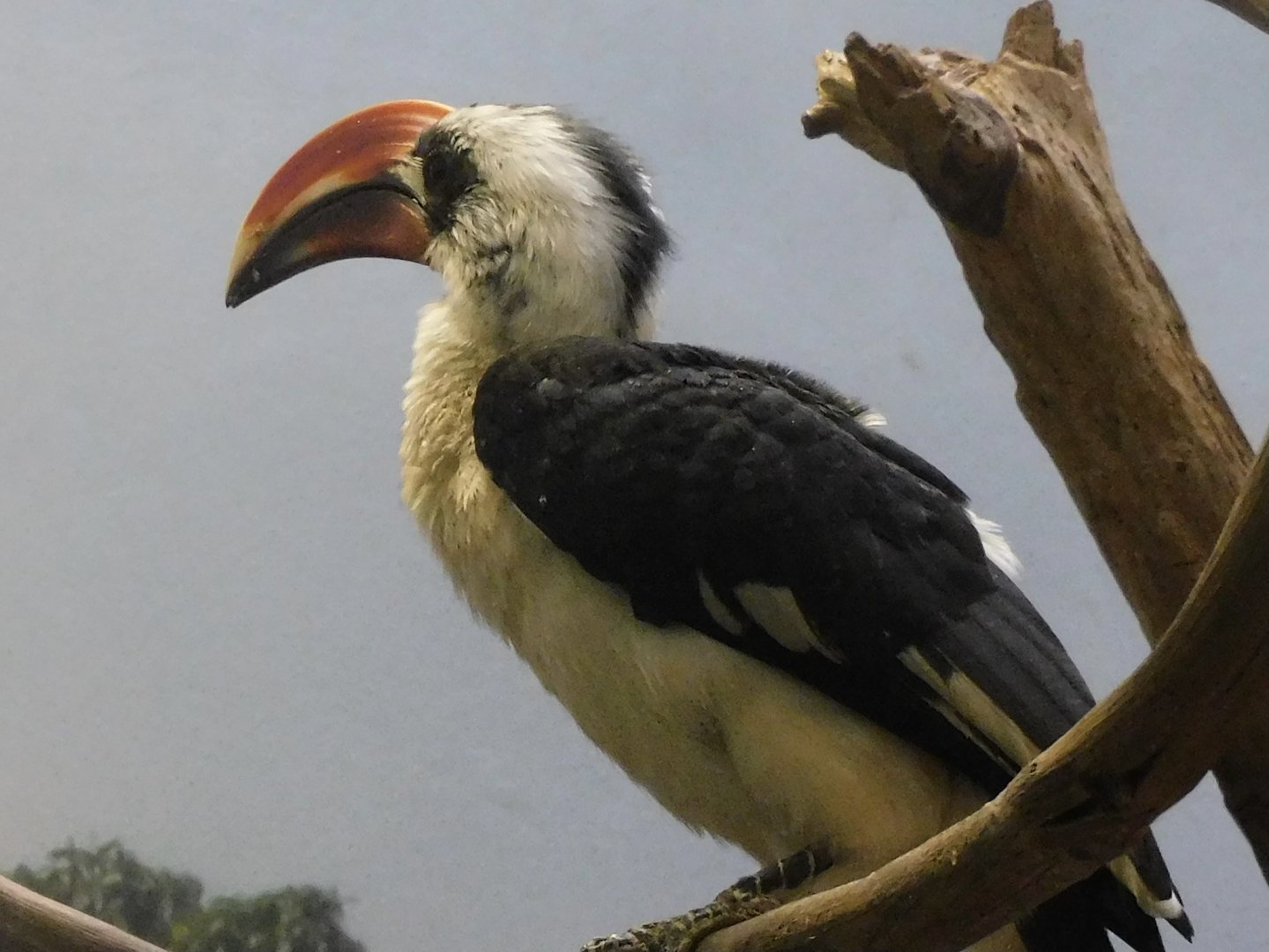 Von der Decken's hornbill