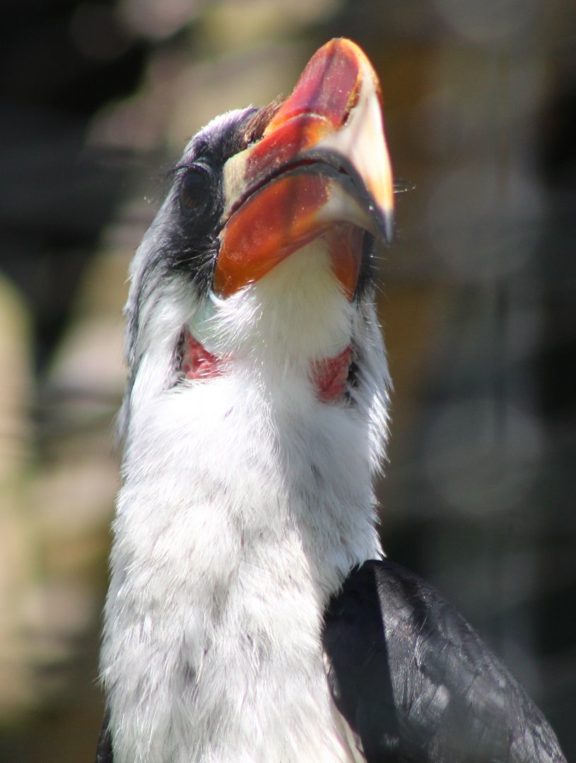Von der Decken's hornbill