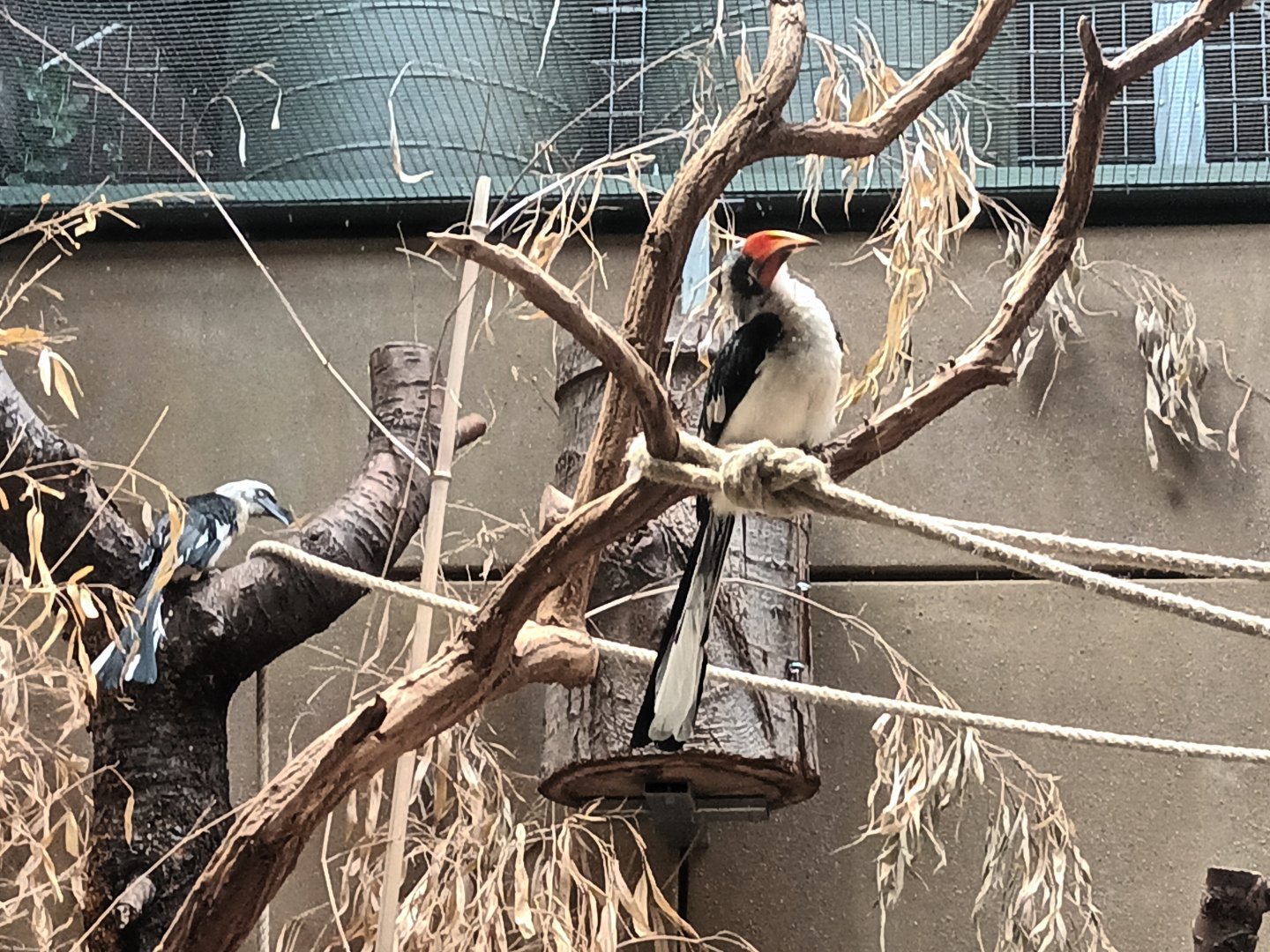 Von der deckens Hornbill