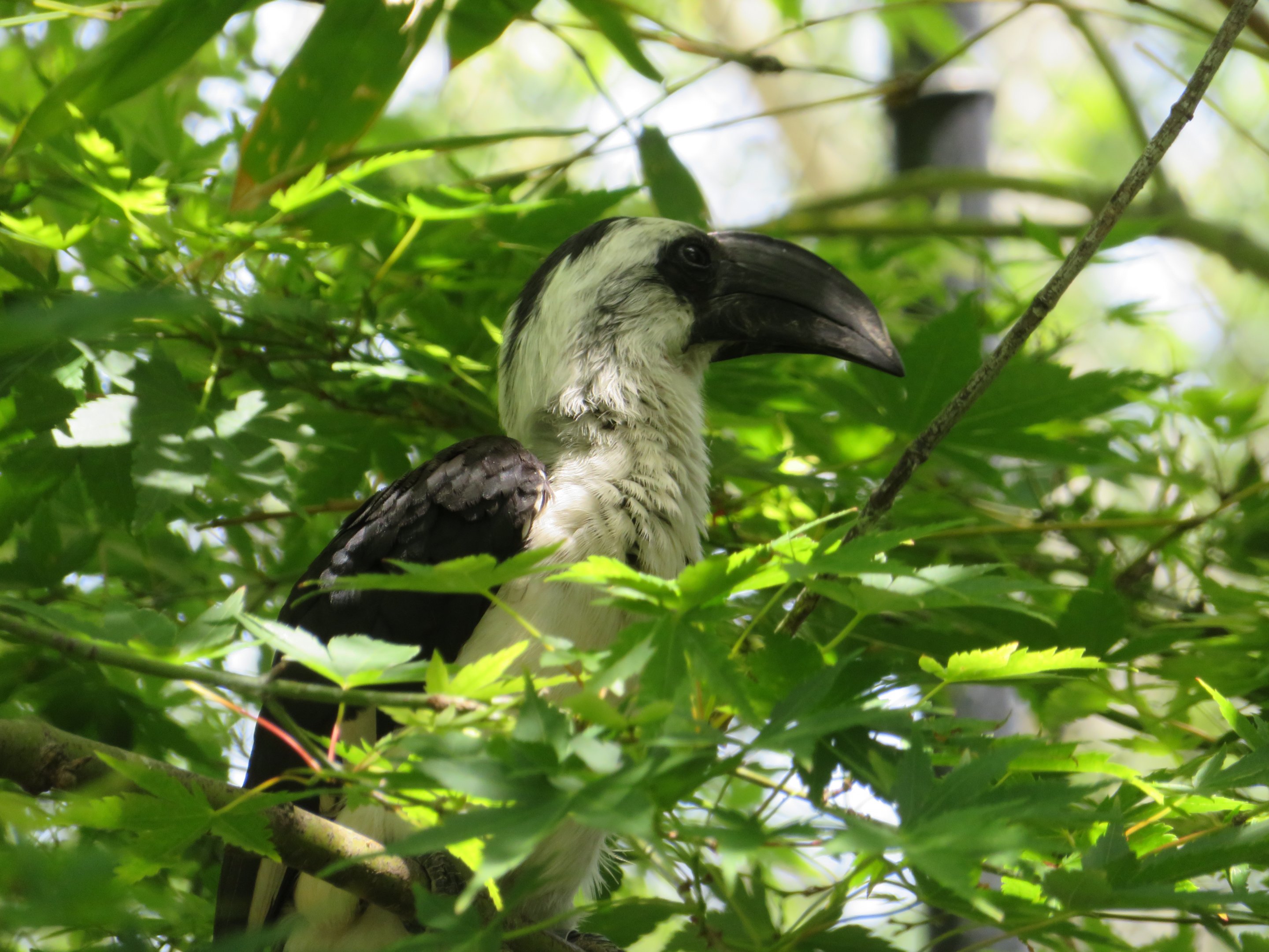 Von der Decken's Hornbill