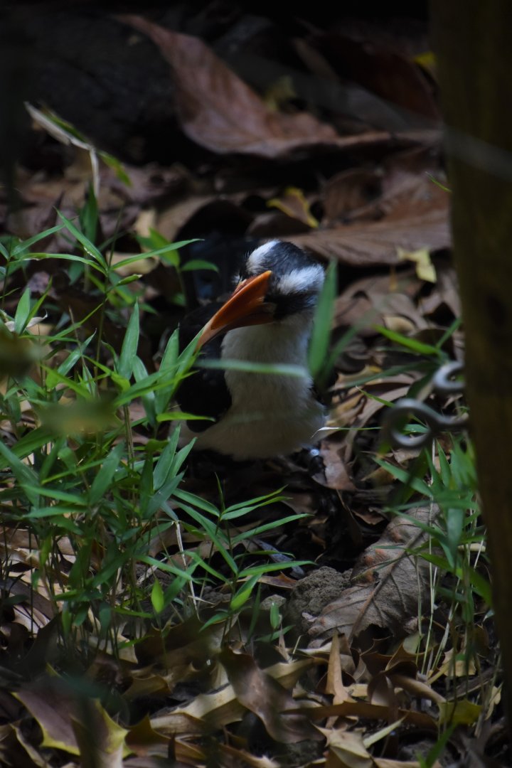 Von der Decken's hornbill