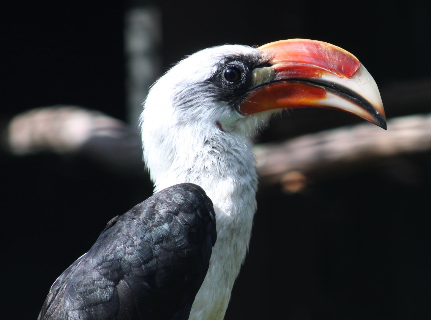 Von der Decken's hornbill