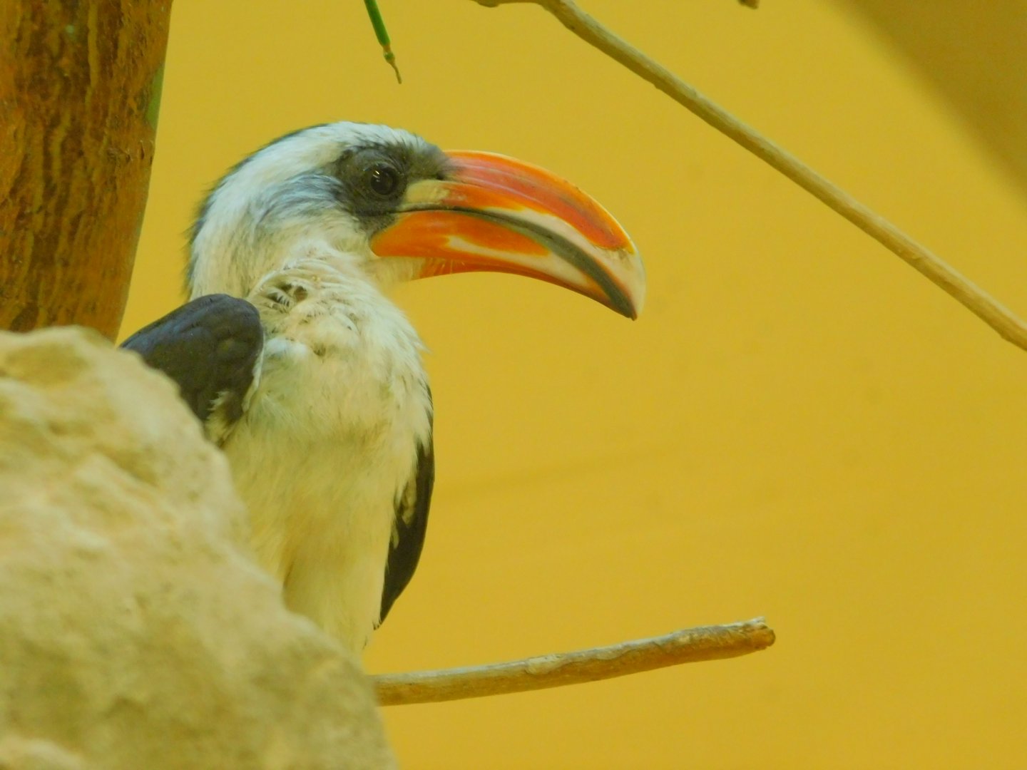 Von der Decken's hornbill