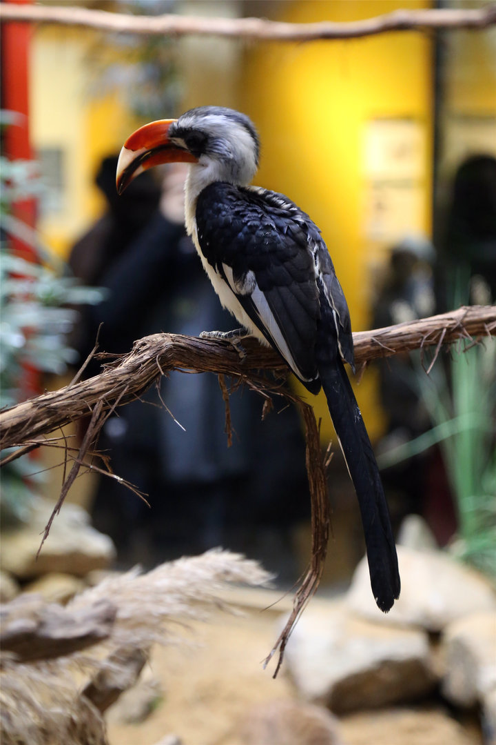 Von der Decken's Hornbill