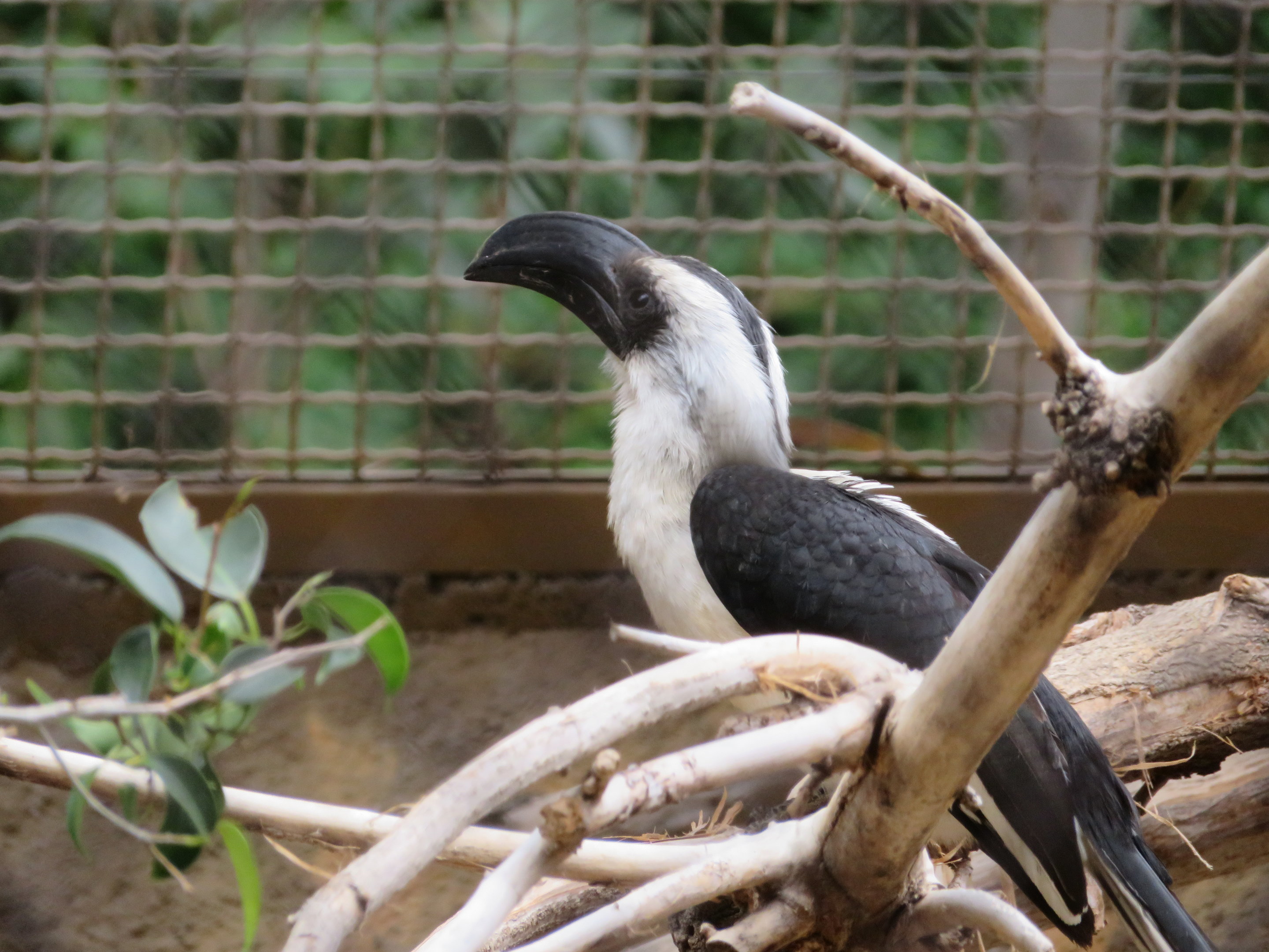 Von der Decken's Hornbill