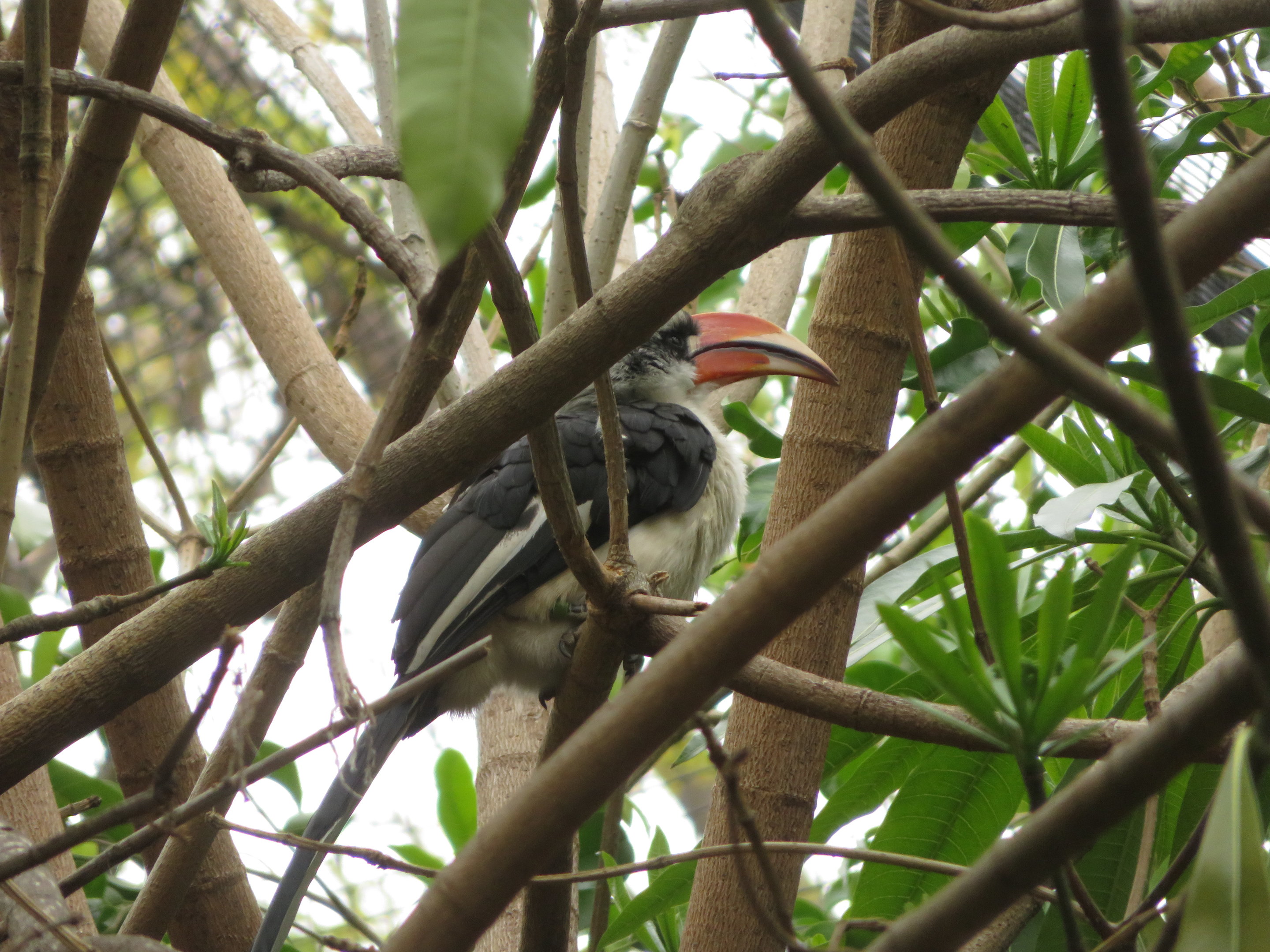 Von der Decken's Hornbill