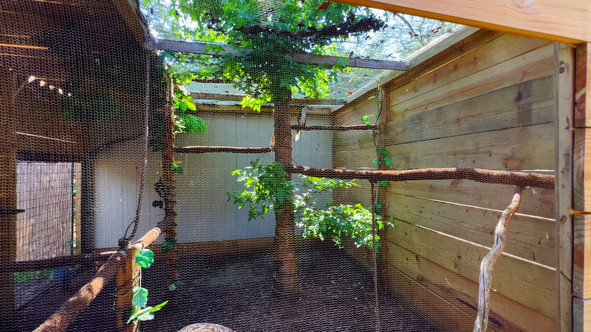 Von Der Decken's Hornbill