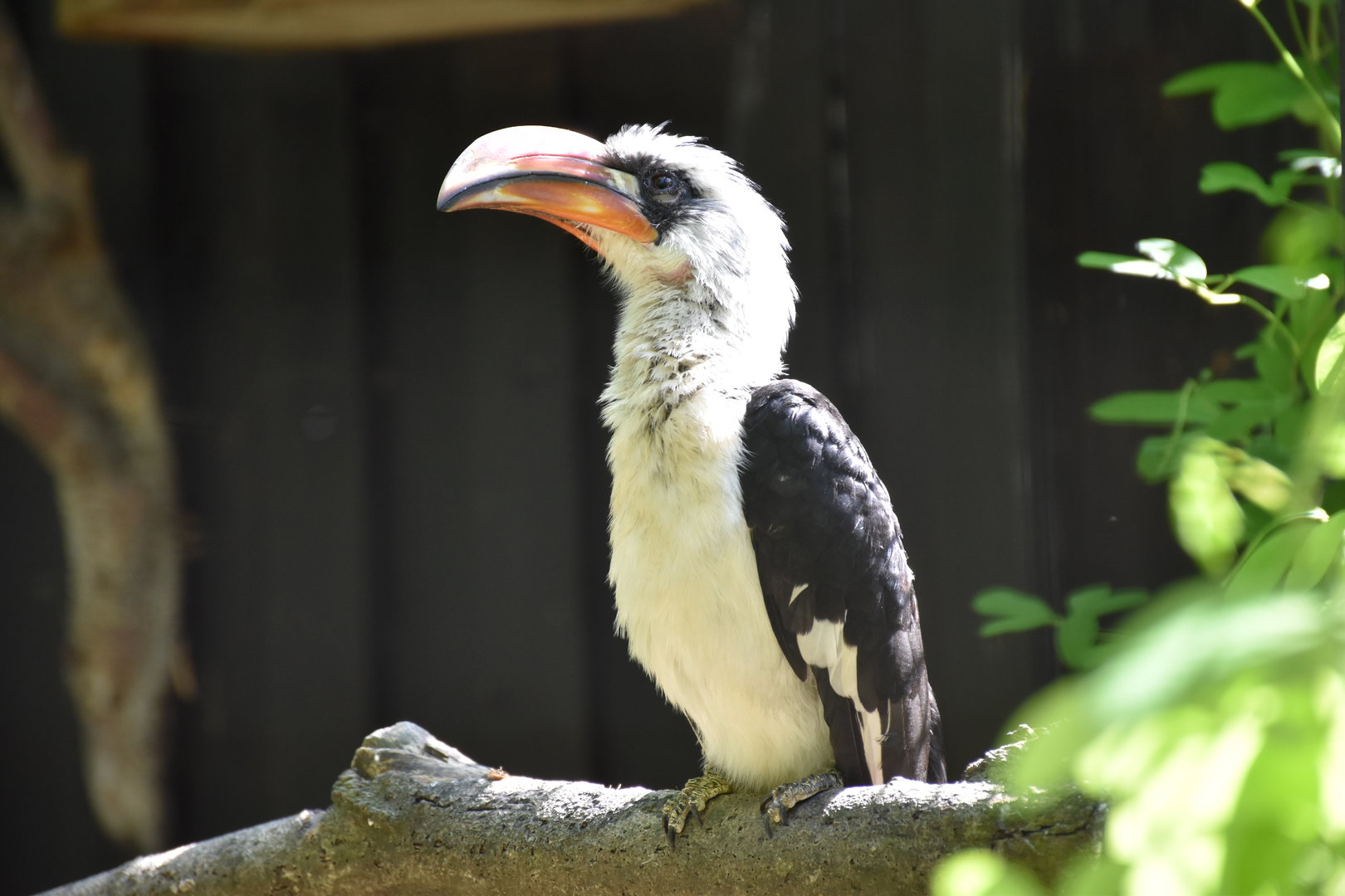 Von der Decken's hornbill