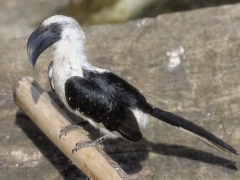 von der Decken's hornbill