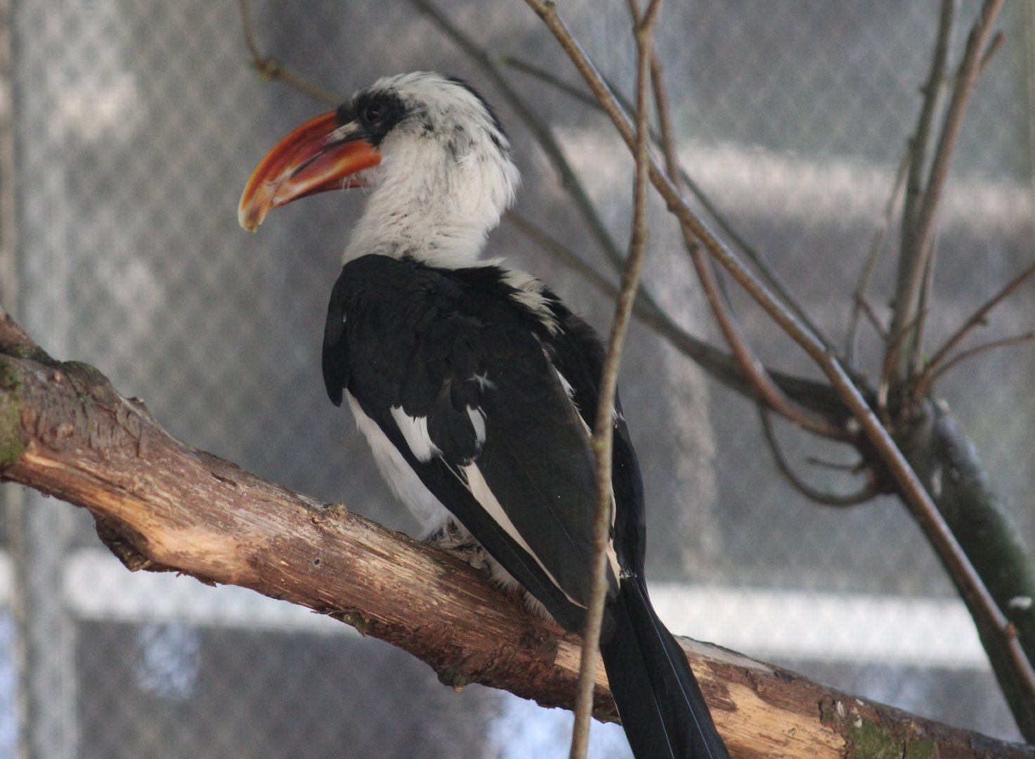 Von der Decken's hornbill