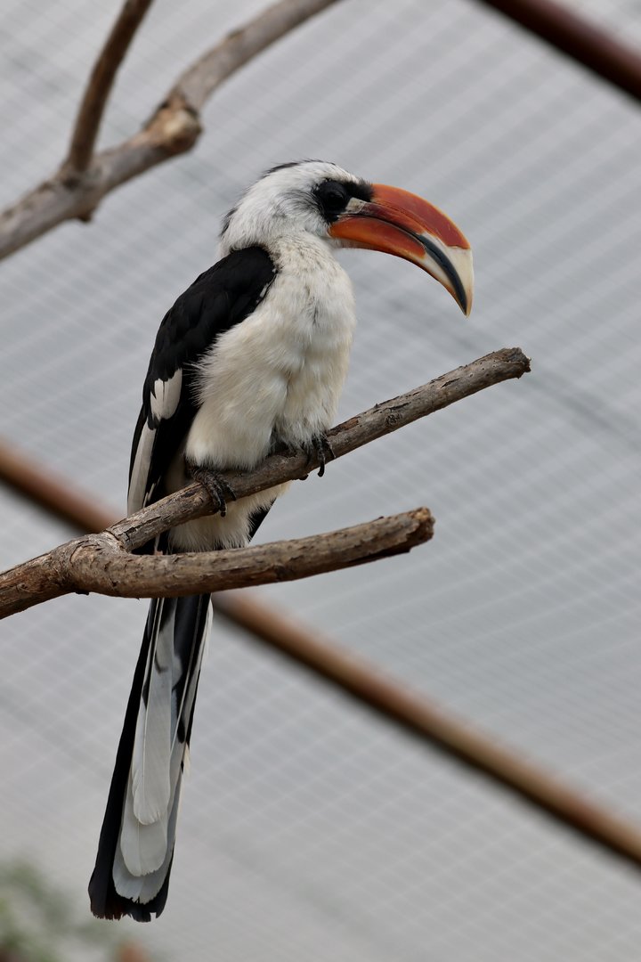 Von der Decken's hornbill