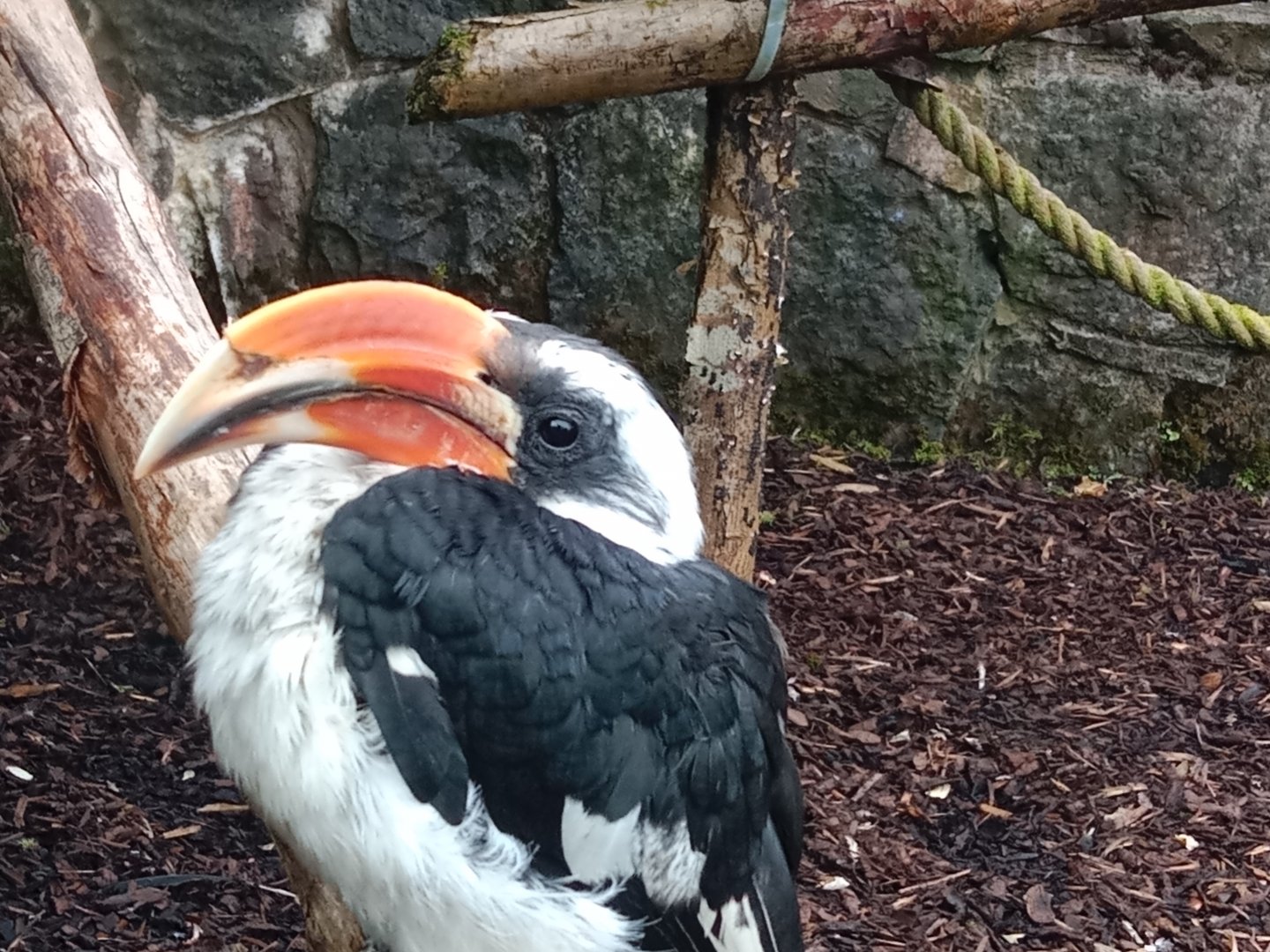 Von der Decken's hornbill