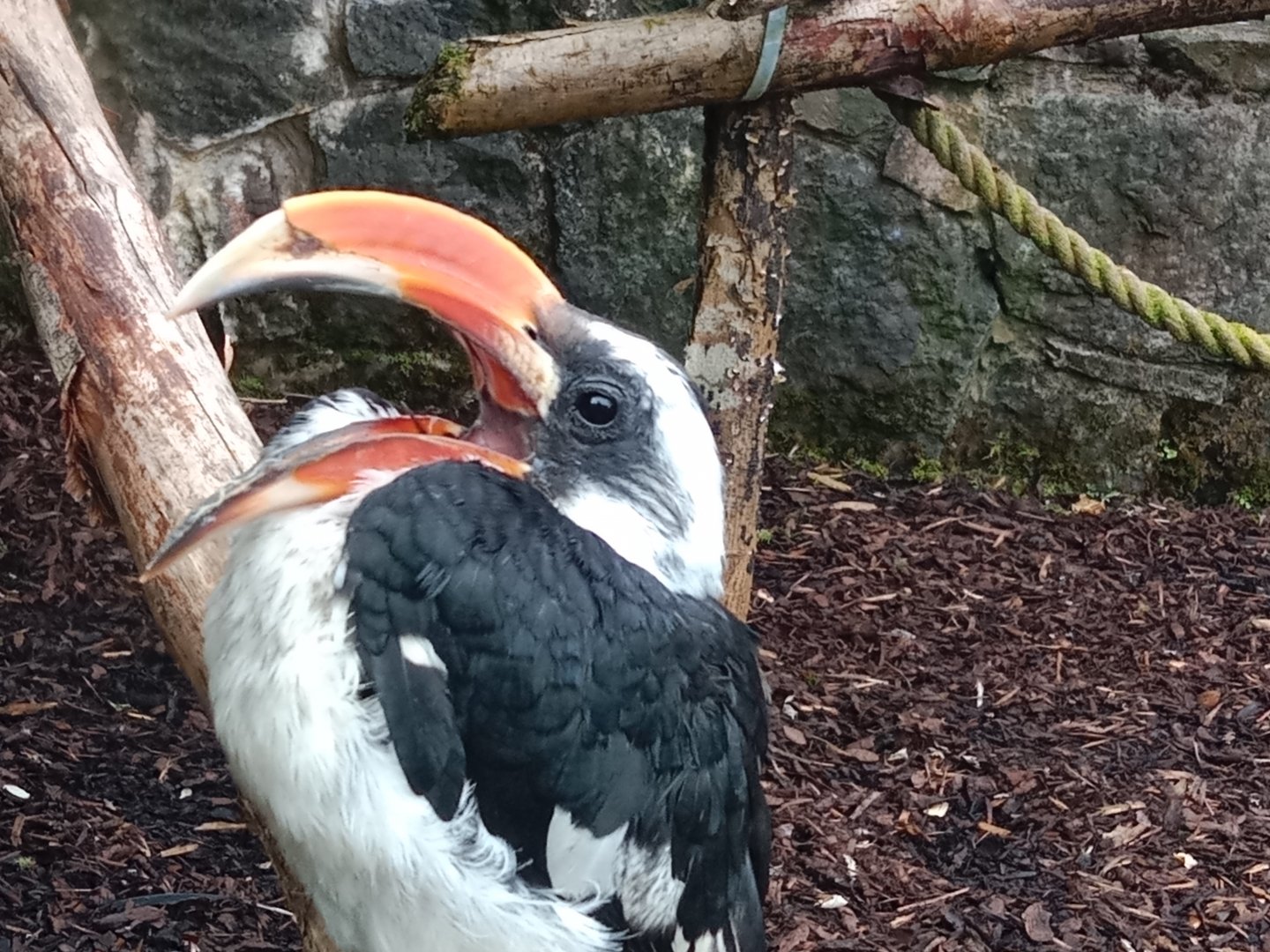 Von der Decken's hornbill