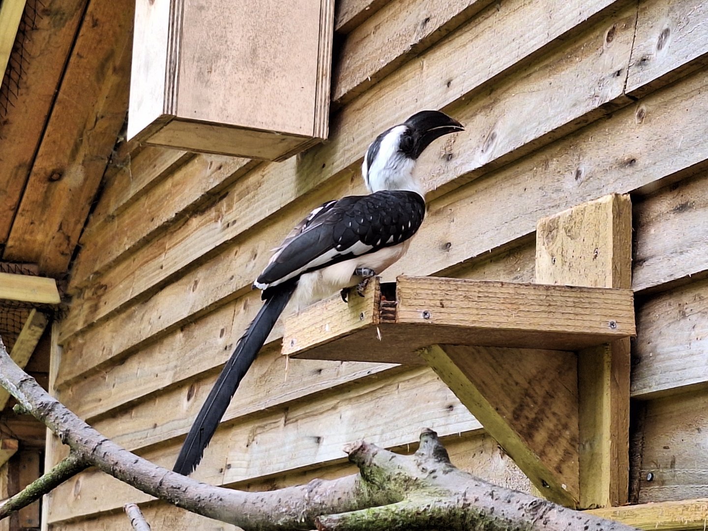 Von Der Decken's Hornbill