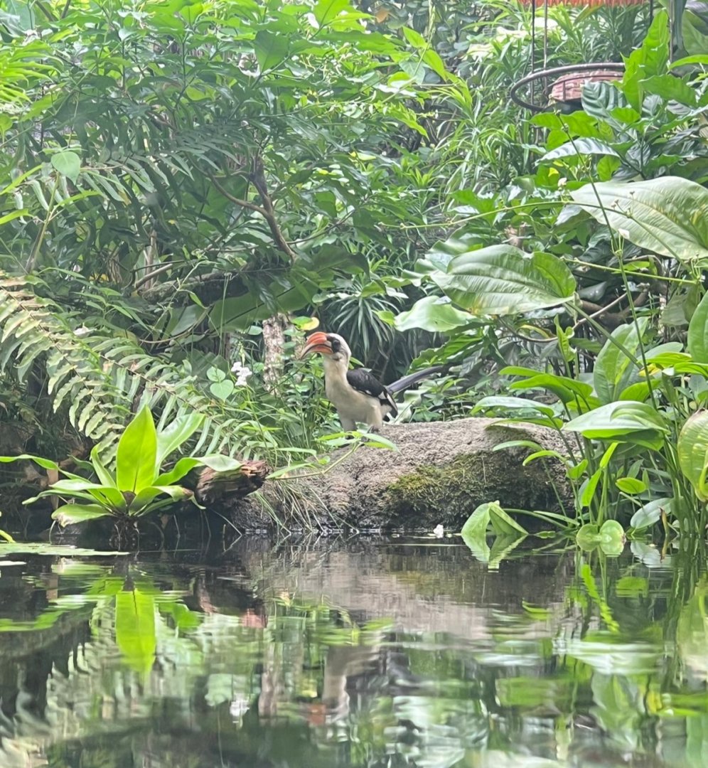 Von der Decken's hornbill