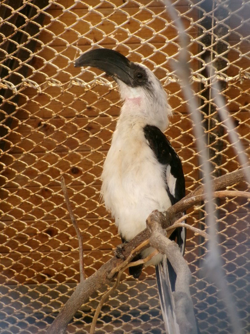 Von der Decken's hornbill