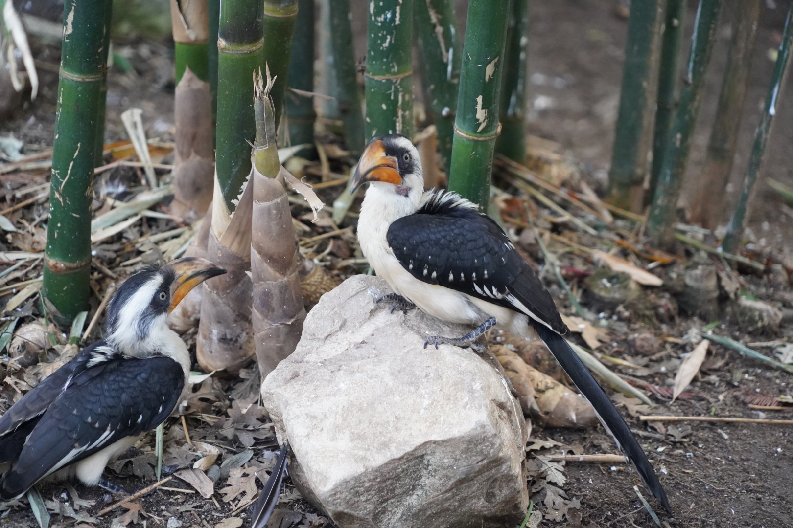 Von der Decken's hornbill