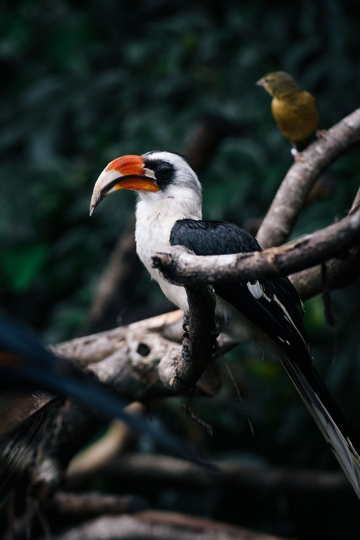 Von Der Decken's Hornbill