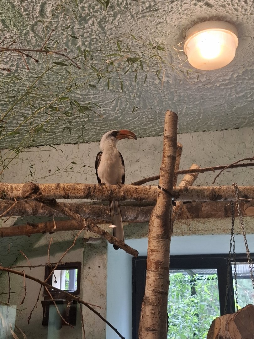 Von-Der-Decken's Hornbill