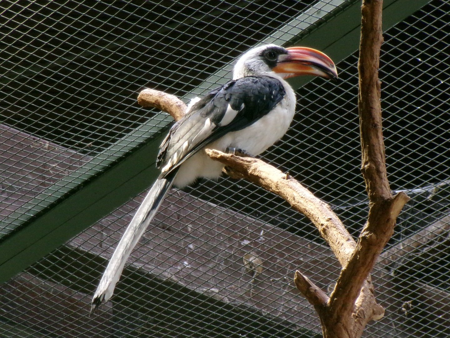 Von der Decken's hornbill