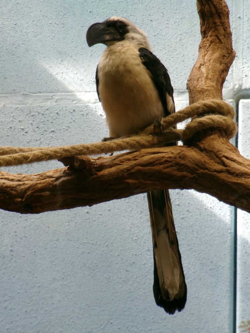 Von der Decken's hornbill