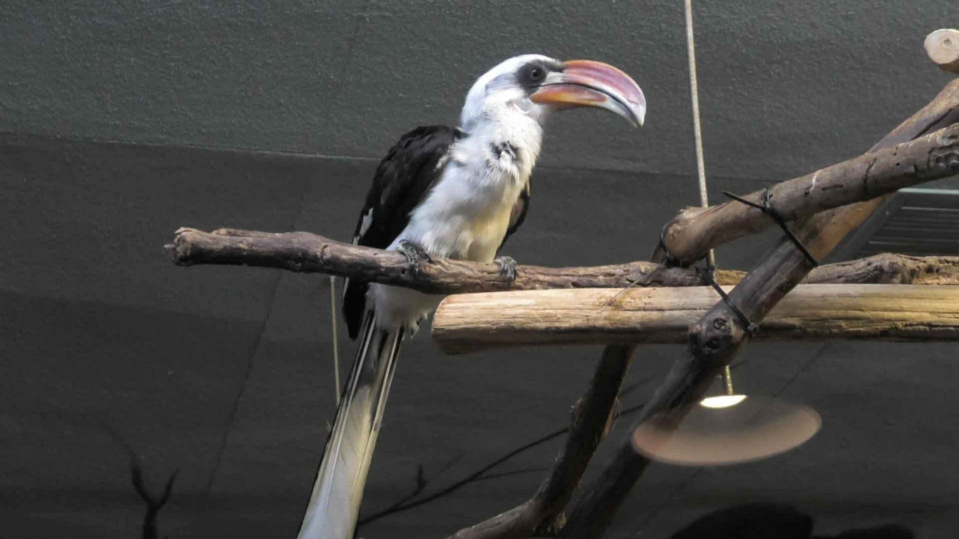 Von der Decken's Hornbill