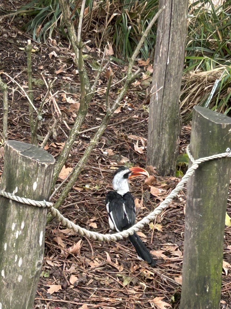 Von der Decken’s hornbill