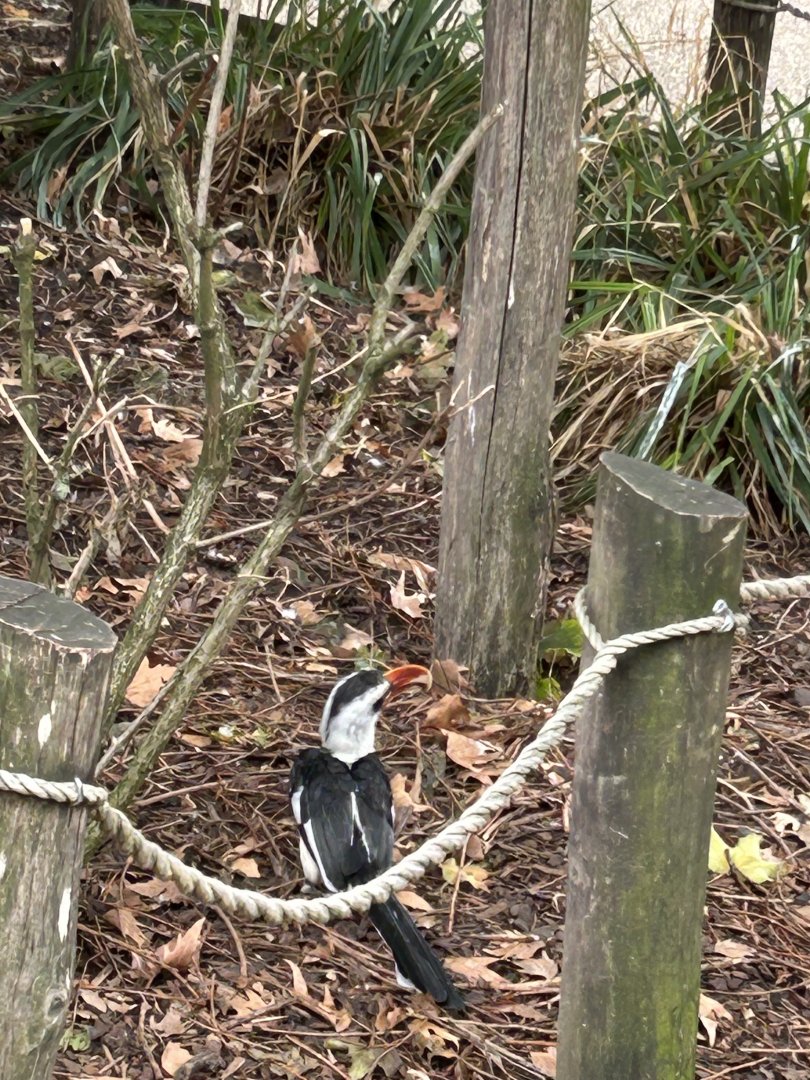 Von der Decken’s hornbill