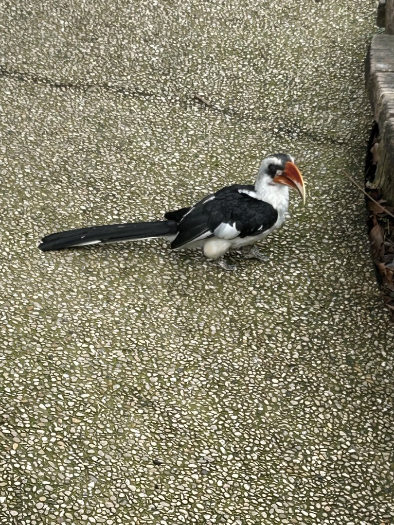 Von der Decken’s hornbill