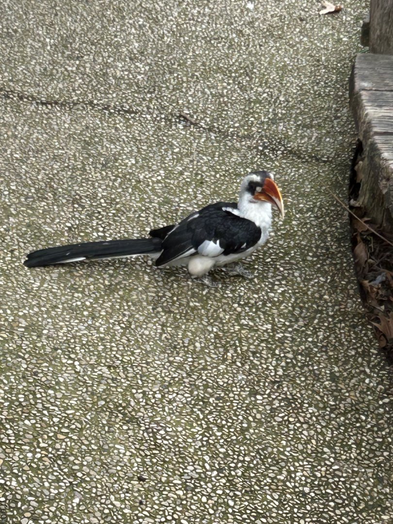 Von der Decken’s hornbill