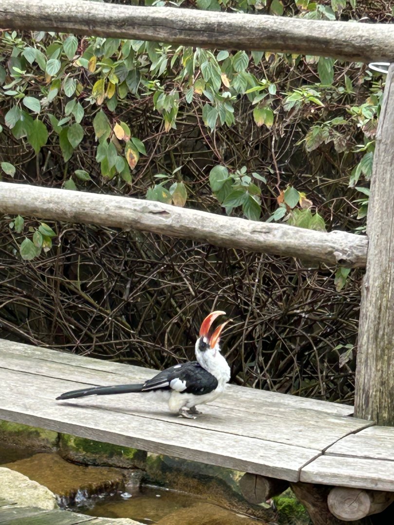 Von der Decken’s hornbill