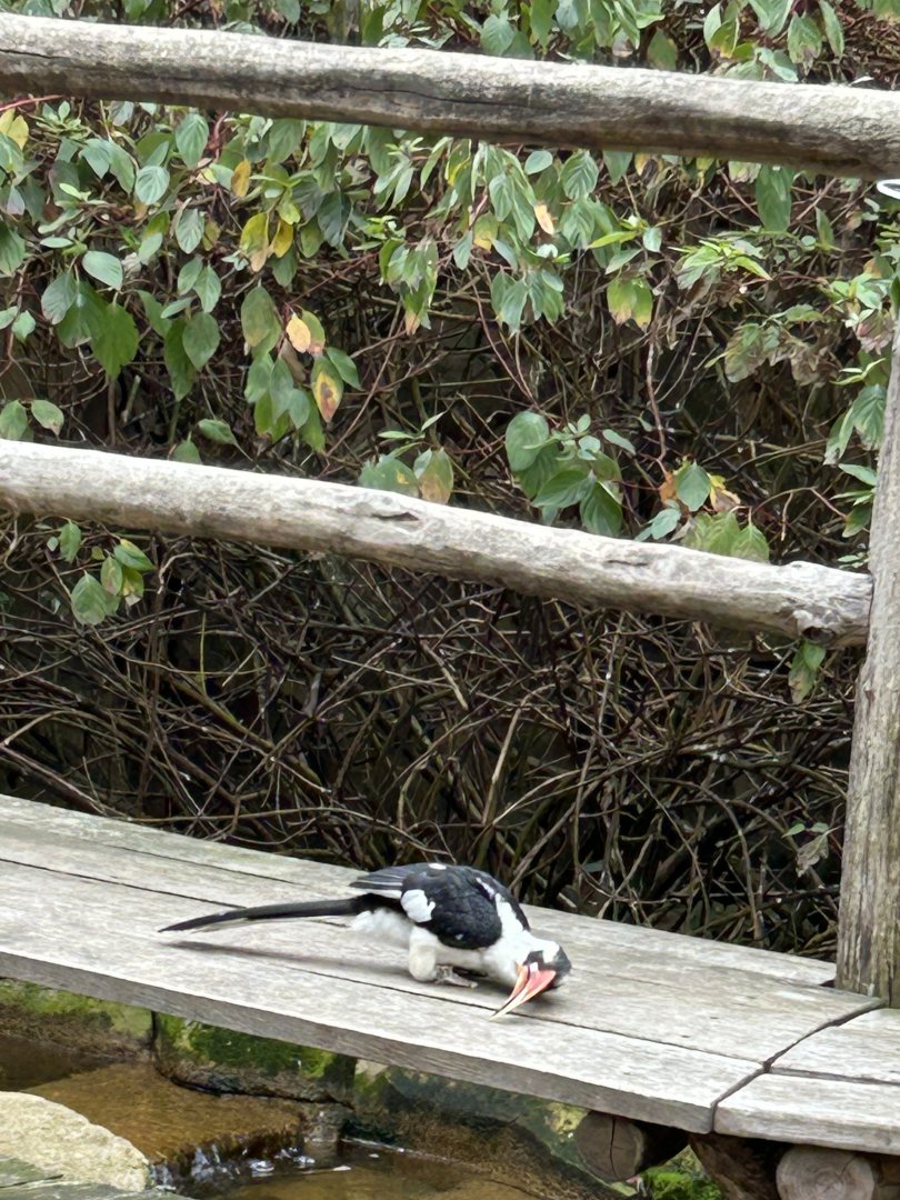 Von der Decken’s hornbill