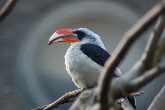 Von der Decken's Hornbill