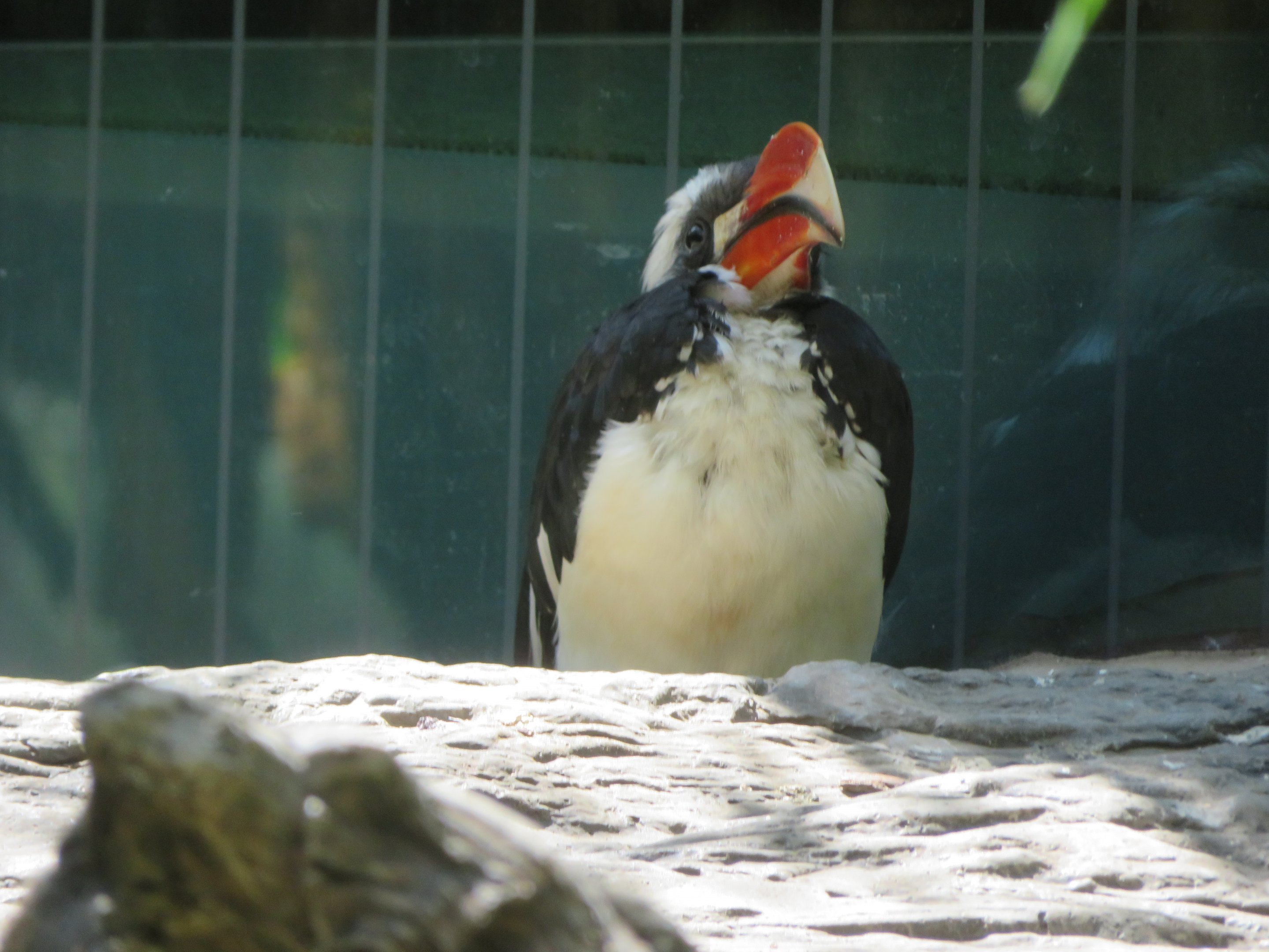 Von der Decken's Hornbill