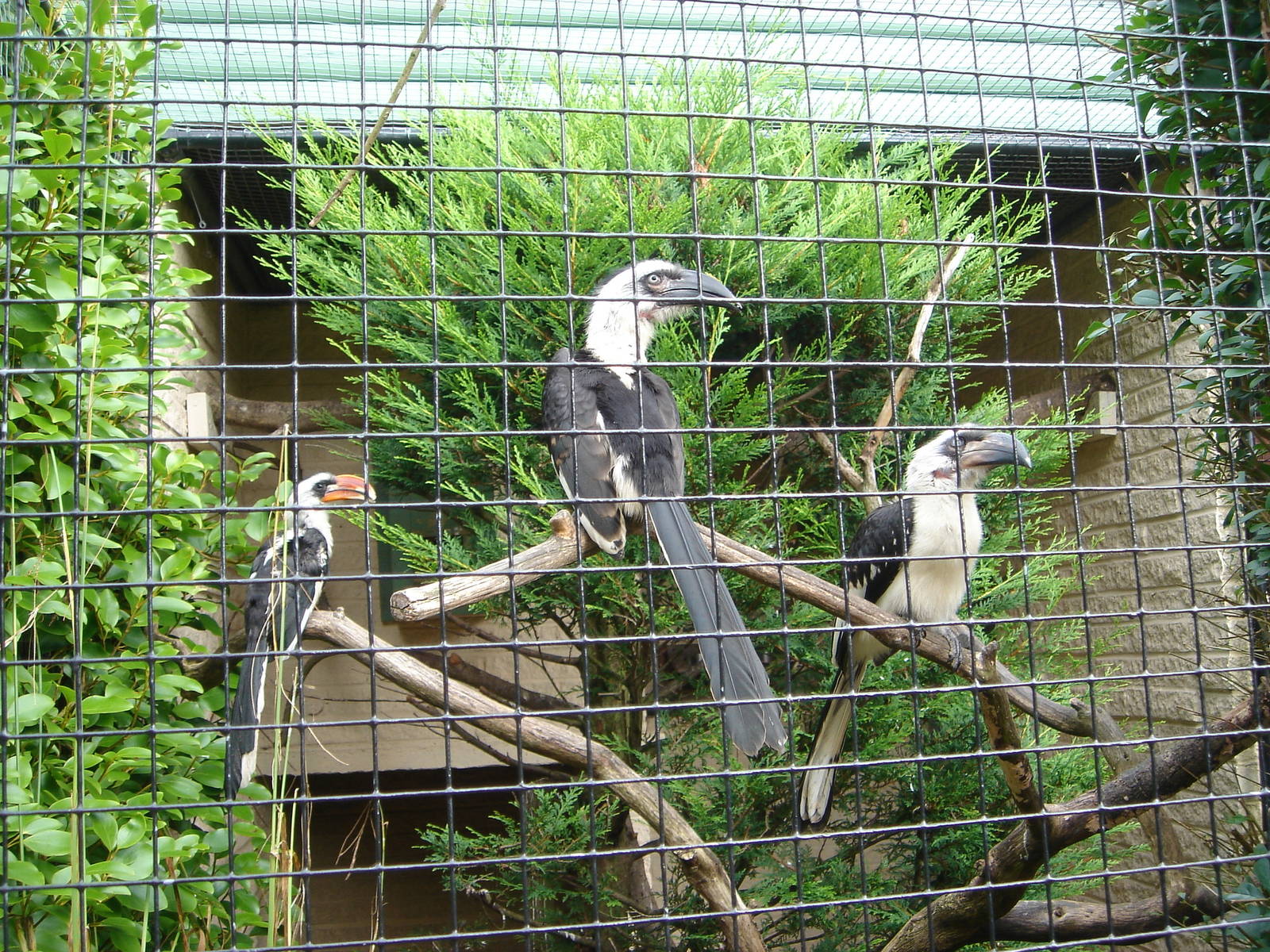Von Der Deckens Hornbills and young