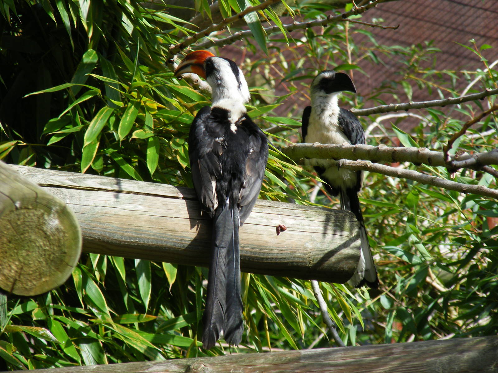 Von der Decken's hornbills at Colchester Zoo, 17 September 2010