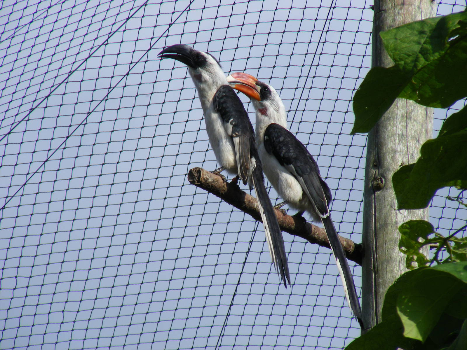 Von der Decken's hornbills at Marwell Wildlife on 3rd September 2011