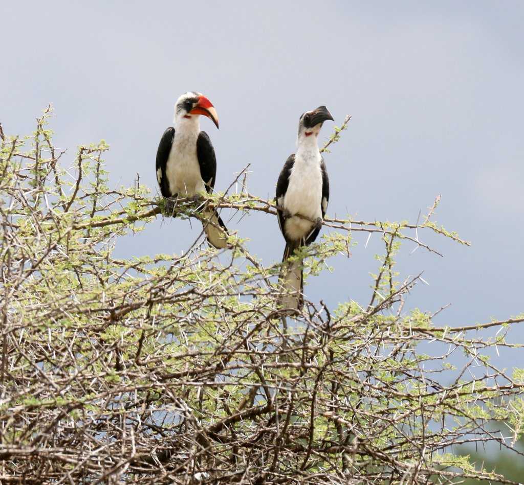 Von der Deckens Hornbills - male on the left