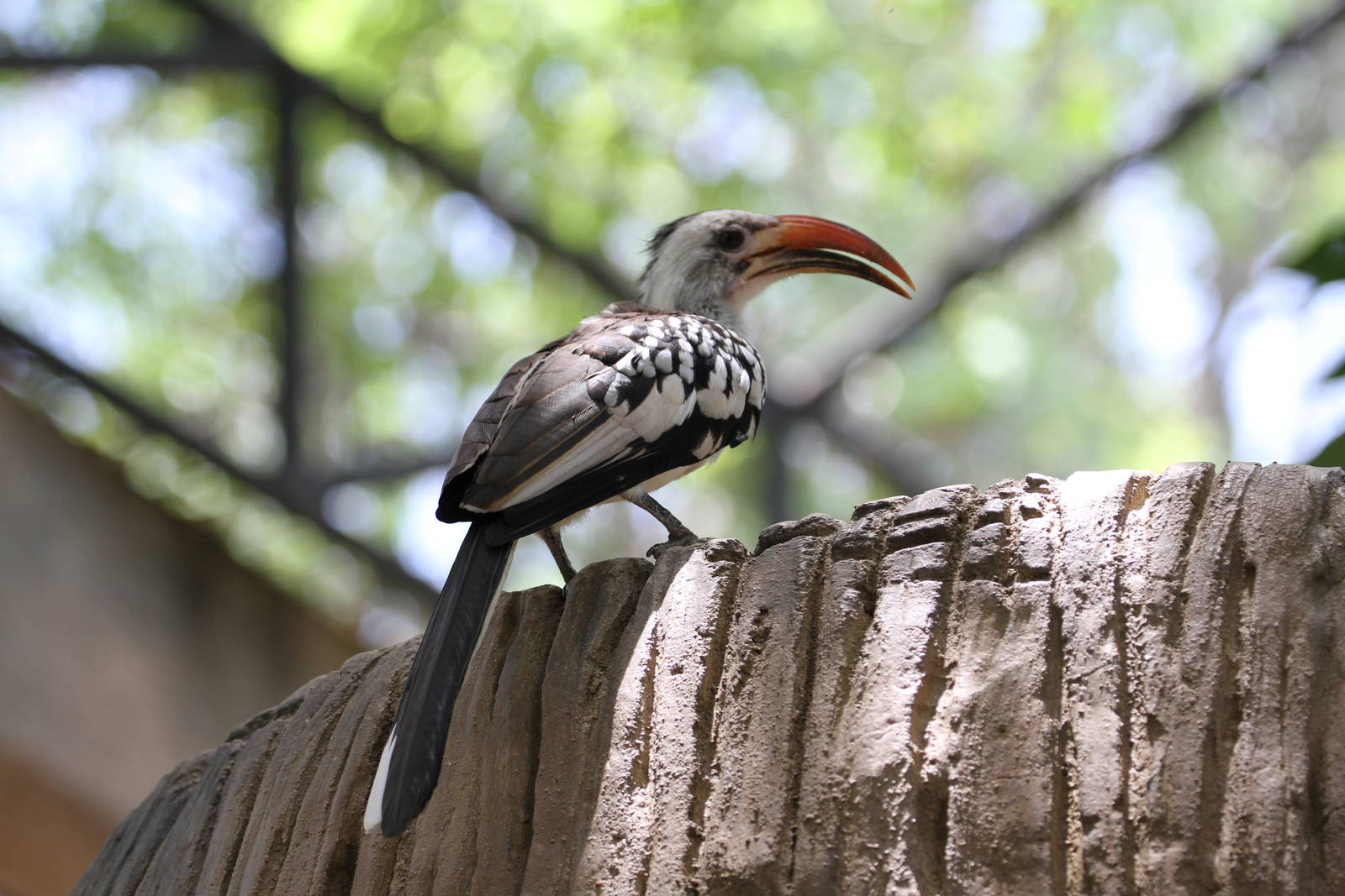 Von der Deckens Hornbills?