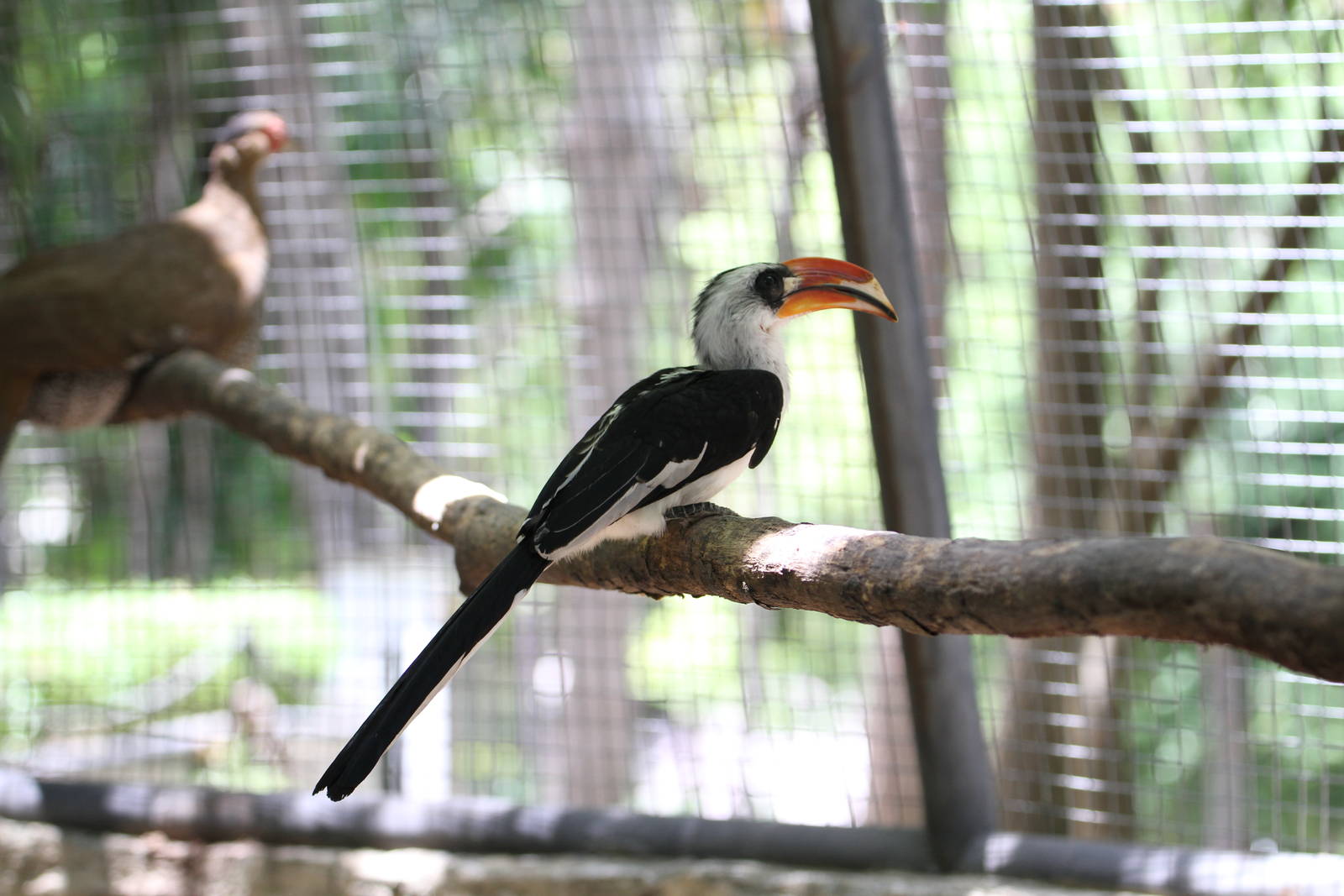 Von der Deckens Hornbills?