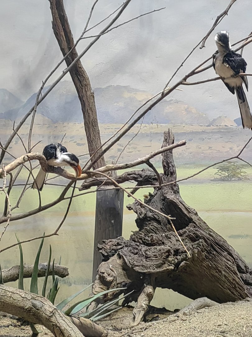 Von der Decken's hornbills