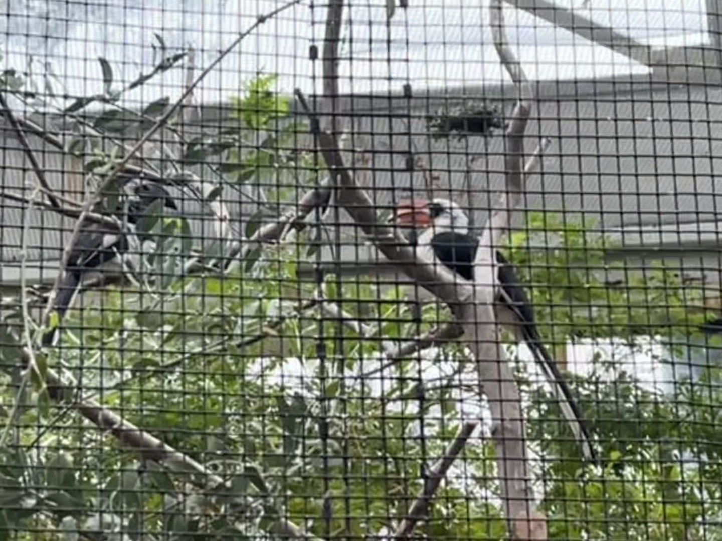 Von der Decken’s Hornbills